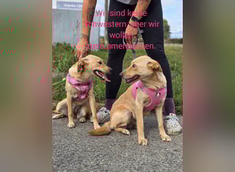 Rea ❤️kleines Labbi-Mischlingsmädchen mit großem Herzen