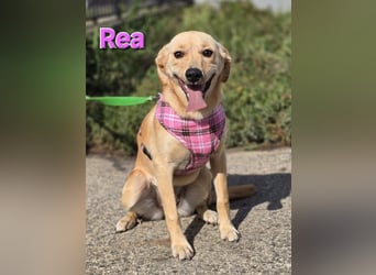 Rea ❤️kleines Labbi-Mischlingsmädchen mit großem Herzen