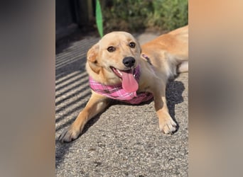 Rea ❤️kleines Labbi-Mischlingsmädchen mit großem Herzen