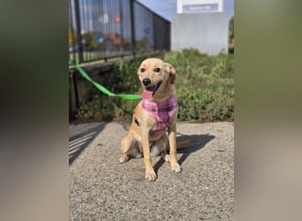 Rea ❤️kleines Labbi-Mischlingsmädchen mit großem Herzen