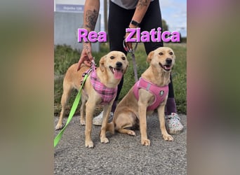 Rea ❤️kleines Labbi-Mischlingsmädchen mit großem Herzen