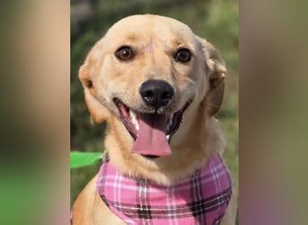 Rea ❤️kleines Labbi-Mischlingsmädchen mit großem Herzen