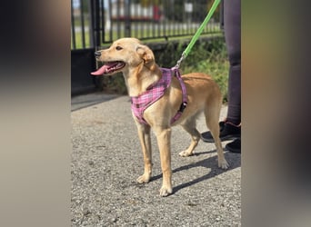 Rea ❤️kleines Labbi-Mischlingsmädchen mit großem Herzen