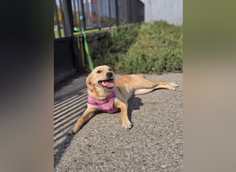 Rea ❤️kleines Labbi-Mischlingsmädchen mit großem Herzen