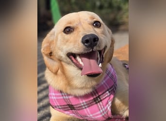 Rea ❤️kleines Labbi-Mischlingsmädchen mit großem Herzen