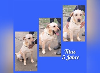Labrador Titus schaut so traurig.