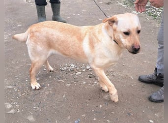 Labrador Titus schaut so traurig.