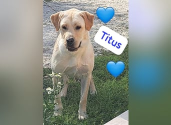Labrador Titus schaut so traurig.