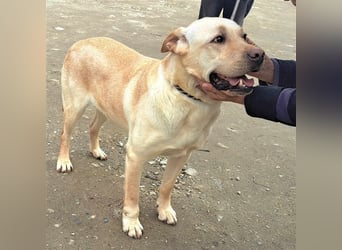 Labrador Titus schaut so traurig.