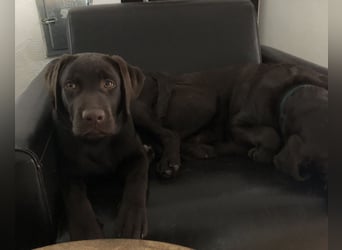 Labrador Junghund