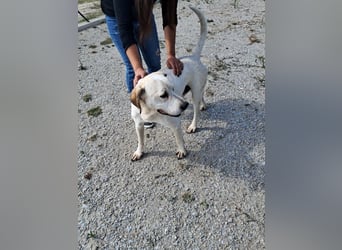 ❤️ MOISES ❤️