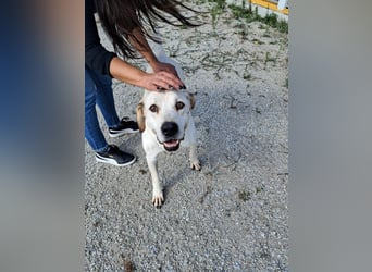 ❤️ MOISES ❤️