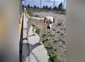 ❤️ MOISES ❤️