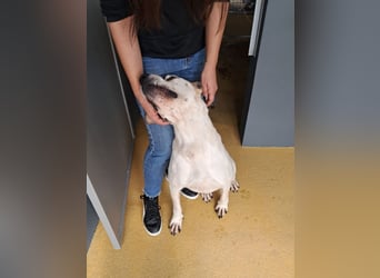 ❤️ MOISES ❤️