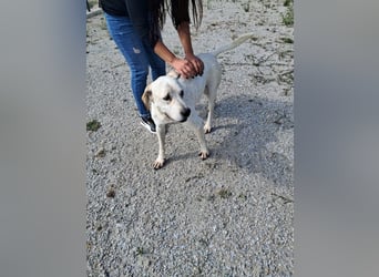 ❤️ MOISES ❤️