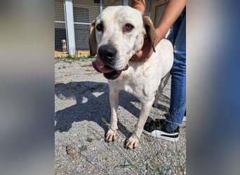 ❤️ MOISES ❤️