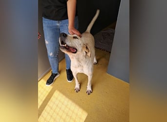 ❤️ MOISES ❤️