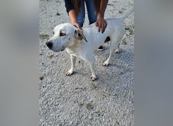 ❤️ MOISES ❤️