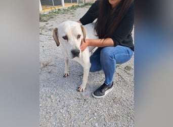 ❤️ MOISES ❤️