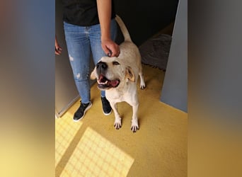 ❤️ MOISES ❤️