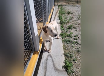 ❤️ MOISES ❤️