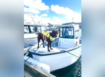 Wurfankündigung Frühjahr 2026 braune Labradorwelpen