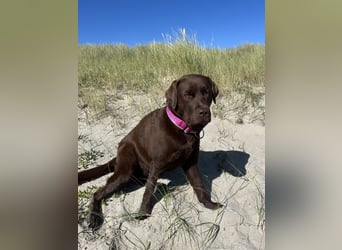 Wurfankündigung Frühjahr 2026 braune Labradorwelpen