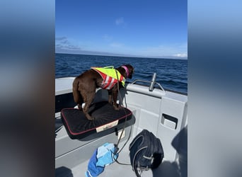 Wurfankündigung Frühjahr 2026 braune Labradorwelpen