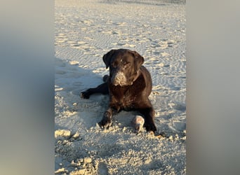 Wurfankündigung Frühjahr 2026 braune Labradorwelpen