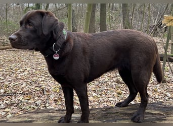 Wurfankündigung Frühjahr 2026 braune Labradorwelpen