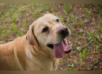 AARON - Freundlicher Labrador-Mix sucht seine Familie