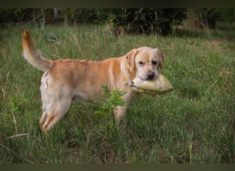 AARON - Freundlicher Labrador-Mix sucht seine Familie