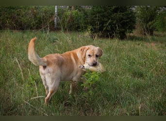 AARON - Freundlicher Labrador-Mix sucht seine Familie