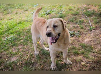 AARON - Freundlicher Labrador-Mix sucht seine Familie