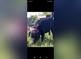 Labrador Namens Graf sucht ein liebevolles Zuhause..