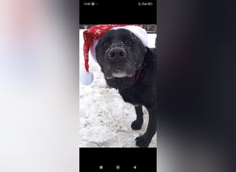 Labrador Namens Graf sucht ein liebevolles Zuhause..