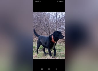 Labrador Namens Graf sucht ein liebevolles Zuhause..