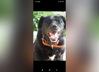 Labrador Namens Graf sucht ein liebevolles Zuhause..