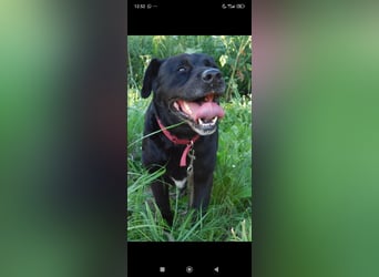 Labrador Namens Graf sucht ein liebevolles Zuhause..