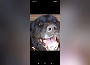 Labrador Namens Graf sucht ein liebevolles Zuhause..