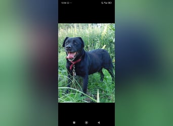 Labrador Namens Graf sucht ein liebevolles Zuhause..