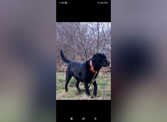 Labrador Namens Graf sucht ein liebevolles Zuhause..