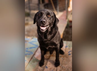 Labbi ARCHIE❤️ein liebevoller, anhänglicher & fantastischer Hundebub!