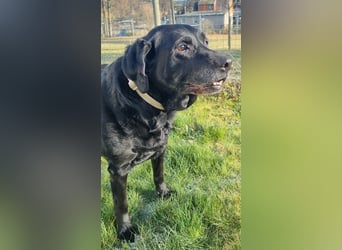 Kira, Labardorhündin, geb. 2014, ein absoluter Goldschatz