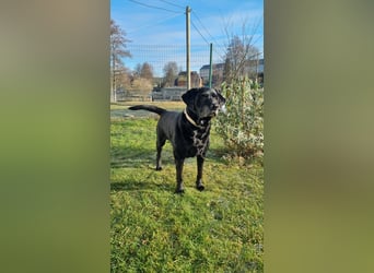 Kira, Labardorhündin, geb. 2014, ein absoluter Goldschatz