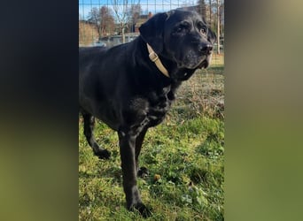 Kira, Labardorhündin, geb. 2014, ein absoluter Goldschatz