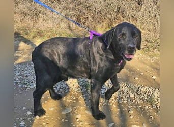 Labrador Alois 57 cm geb. 05/2015 ist ein toller Familienhund