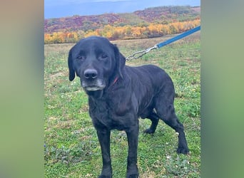 Labrador Alois 57 cm geb. 05/2015 ist ein toller Familienhund