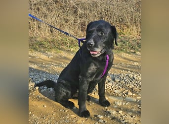 Labrador Alois 57 cm geb. 05/2015 ist ein toller Familienhund