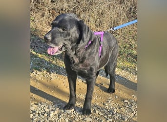 Labrador Alois 57 cm geb. 05/2015 ist ein toller Familienhund